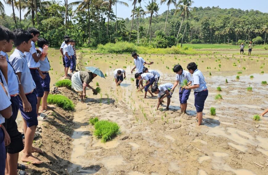 പാടത്ത് ആലേങ്ങാട് ശങ്കര യു.പി. സ്കൂളിലെ ഞാറുനട്ട് വിദ്യാർത്ഥികൾ