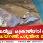 പാലപ്പിള്ളി കുണ്ടായിയിൽ വീണ്ടും പുലിയിറങ്ങി; പശുവിനെ കൊന്നു