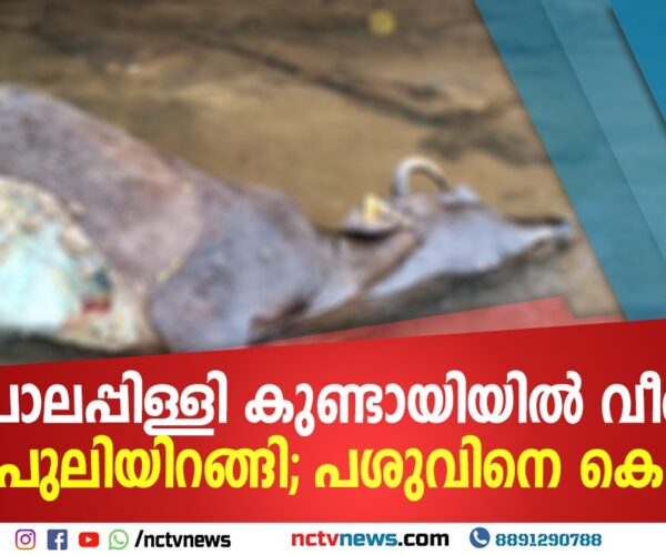 പാലപ്പിള്ളി കുണ്ടായിയിൽ വീണ്ടും പുലിയിറങ്ങി; പശുവിനെ കൊന്നു