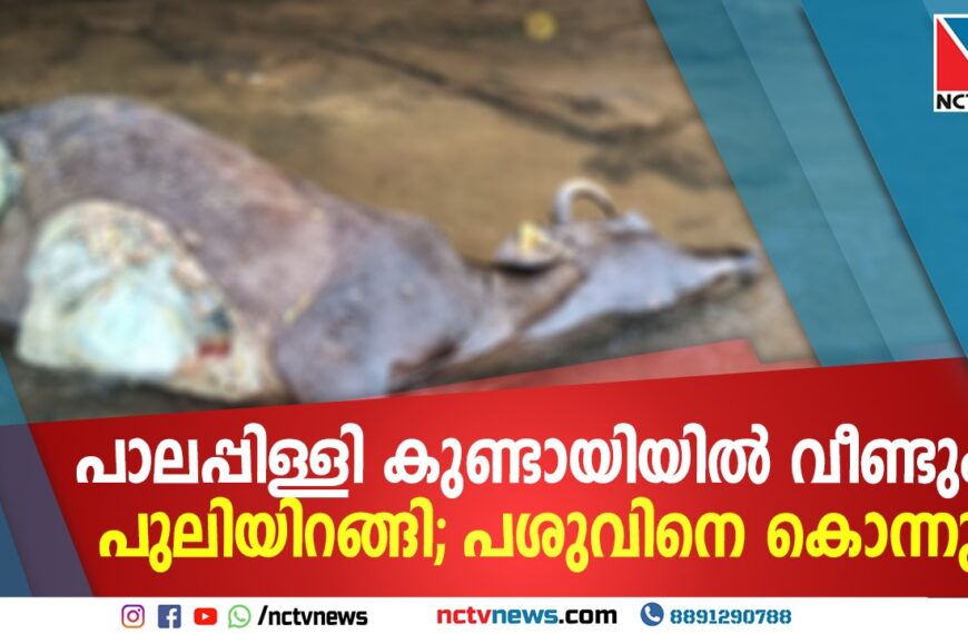 പാലപ്പിള്ളി കുണ്ടായിയിൽ വീണ്ടും പുലിയിറങ്ങി; പശുവിനെ കൊന്നു