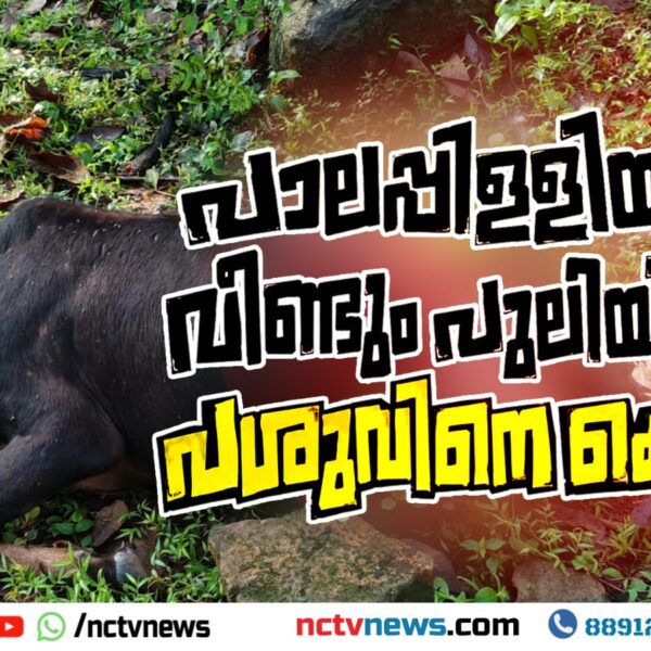 പാലപ്പിള്ളിയില്‍ വീണ്ടും പുലിയിറങ്ങി പശുവിനെ കൊന്നു