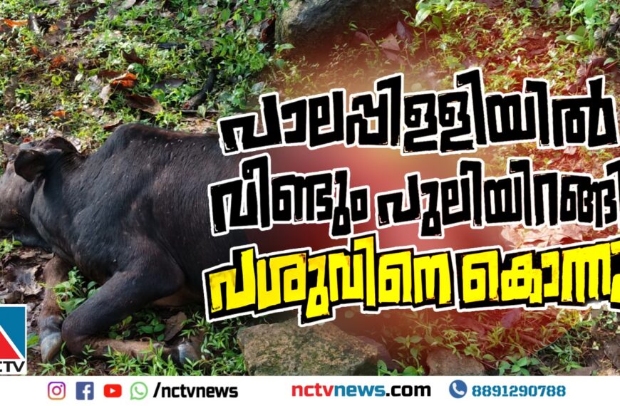 പാലപ്പിള്ളിയില്‍ വീണ്ടും പുലിയിറങ്ങി പശുവിനെ കൊന്നു