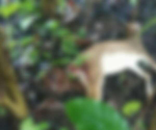 പുള്ളിമാനെ ചത്ത നിലയില്‍ കണ്ടെത്തി