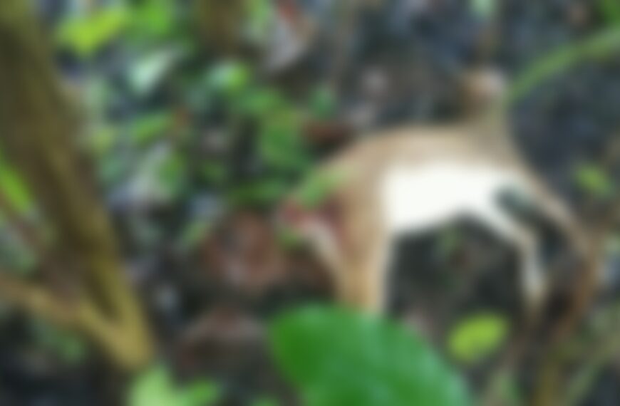 പുള്ളിമാനെ ചത്ത നിലയില്‍ കണ്ടെത്തി