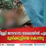 പാലപ്പിള്ളി ജനവാസ മേഖലയില്‍ പുലിയിറങ്ങി മൂരിക്കുട്ടിയെ കൊന്നു