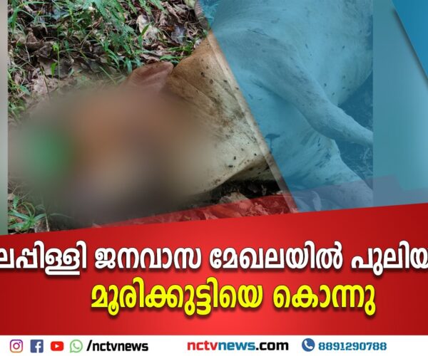 പാലപ്പിള്ളി ജനവാസ മേഖലയില്‍ പുലിയിറങ്ങി മൂരിക്കുട്ടിയെ കൊന്നു