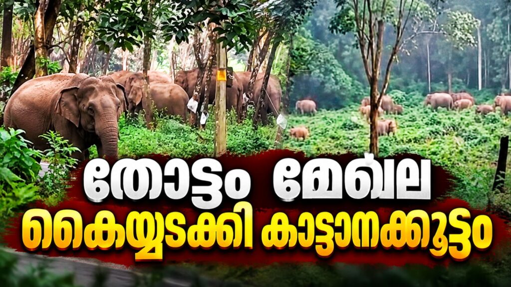 മുപ്ലി ചൊക്കനയിൽ മുപ്പതിലേറെ കാട്ടാനകൾ കൂട്ടമായി വിഹരിക്കുന്നു; റബർ തോട്ടം തൊഴിലാളികൾ ഭീതിയിൽ