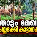 മുപ്ലി ചൊക്കനയിൽ മുപ്പതിലേറെ കാട്ടാനകൾ കൂട്ടമായി വിഹരിക്കുന്നു; റബർ തോട്ടം തൊഴിലാളികൾ ഭീതിയിൽ