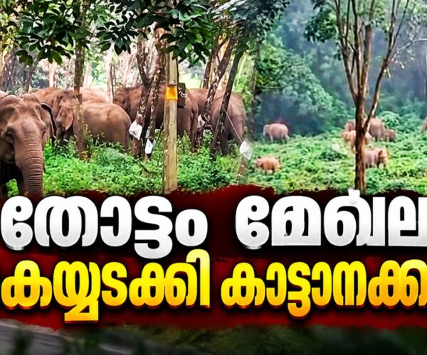 മുപ്ലി ചൊക്കനയിൽ മുപ്പതിലേറെ കാട്ടാനകൾ കൂട്ടമായി വിഹരിക്കുന്നു; റബർ തോട്ടം തൊഴിലാളികൾ ഭീതിയിൽ