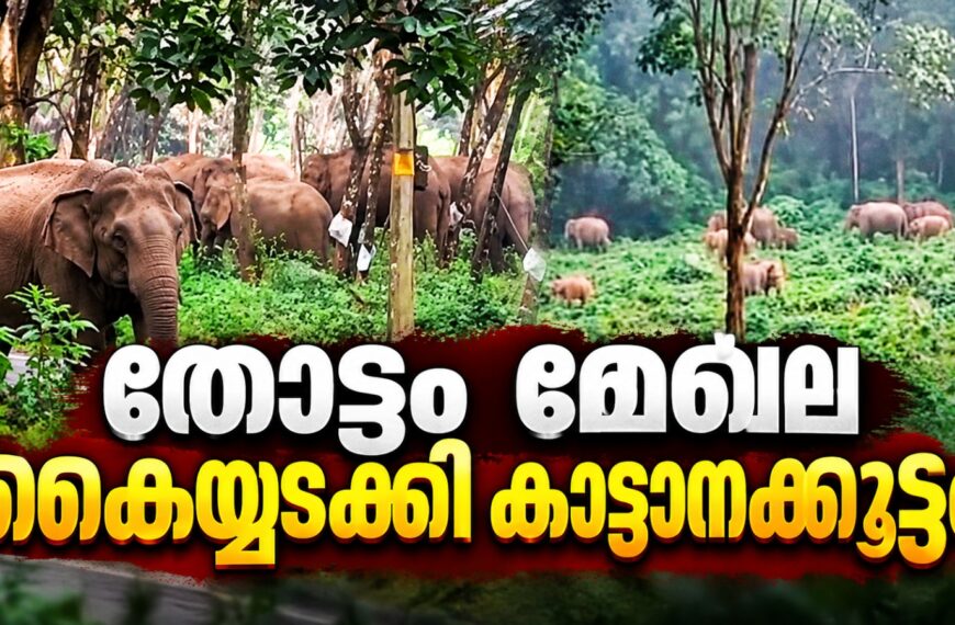 മുപ്ലി ചൊക്കനയിൽ മുപ്പതിലേറെ കാട്ടാനകൾ കൂട്ടമായി വിഹരിക്കുന്നു; റബർ തോട്ടം തൊഴിലാളികൾ ഭീതിയിൽ