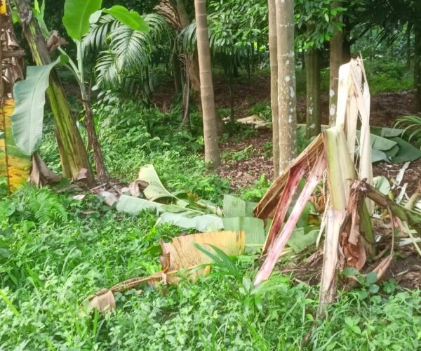പാലപ്പിള്ളി കാരികുളംകടവിൽ കാട്ടാനക്കൂട്ടത്തിന്റെ അക്രമം; വ്യാപകമായി കൃഷി നശിപ്പിച്ചു
