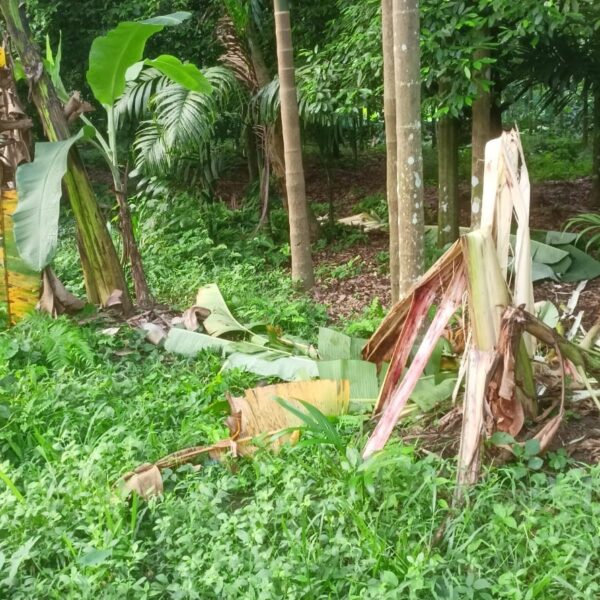 പാലപ്പിള്ളി കാരികുളംകടവിൽ കാട്ടാനക്കൂട്ടത്തിന്റെ അക്രമം; വ്യാപകമായി കൃഷി നശിപ്പിച്ചു
